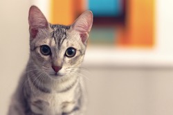 A kitten looking at camera, selective focus