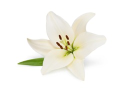 Beautifult lily flower isolated on white background. Saving clipping paths.