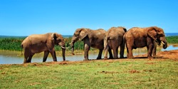 Herd of elephants at a watering hole. Amazing African wildlife. Elephant family in African lagoon. Travel to Africa. African safari. Wild animals in National Parks