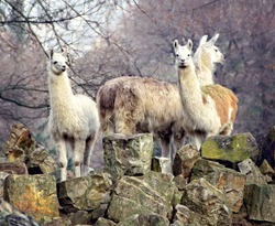 Llamas. South American animals. Guanaco. Llamas are spread in Andes and such South American countries as Argentina, Chile and Peru. Llamas domesticated. Vintage photo. Countryside.