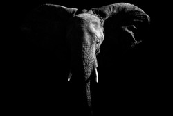 artistic closeup portrait of african elephant emerging from shadow.