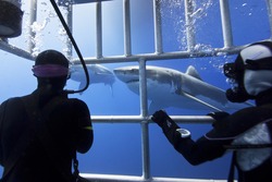 Great white sharks in clear blue water with scuba divers in a diving cage in the front.