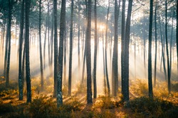 Fabulous european forest.  Picturesque sunrise near ocean. Fairy tale scenic view.  Magnificent sun rays in pine trees.  Beautiful seasonal nature landscape. Vivid colors. Light and shadows outdoor
