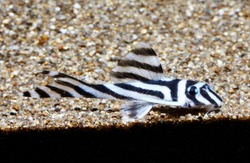 zebra pleco (Hypancistrus zebra “L046”)