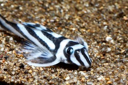 zebra pleco (Hypancistrus zebra “L046”)