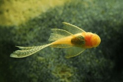 Longfin Bristle nose Pleco (Ancistrus cirrhosus) albino fish in aquatic plant tank