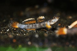 freshwater Goby from North Vietnam and South China border