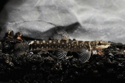 Indian Galaxy Loach (Mesonoemacheilus guentheri) 