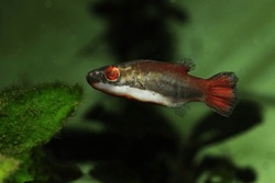 Male Red tailed dwarf puffer fish (Carinotetraodon irrubesco)