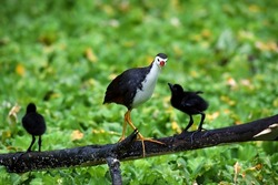 White-breasted Waterhen and family in a pull