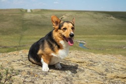 Purebred tricolor Pembroke Welsh Corgi sitting on a rock overlooking a small valley.