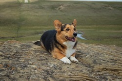 Purebred tricolor Pembroke Welsh Corgi lying on a rock that overlooks a small valley