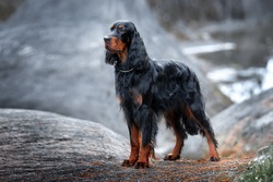 Setter Gordon stands against a background of gray rocks.