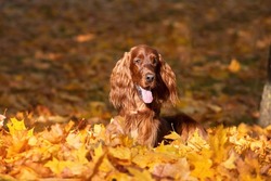 Autumn portrait magnificent of an Irish Setter dog close-up, lying in beautiful yellow, orange leaves