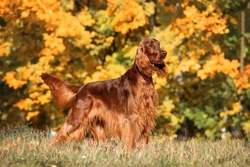 Magnificent Irish red setter on the background beautiful yellow, orange leaves Autumn on a Sunny day. Exhibition stand dogs.