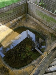 Old turtle green water pond, Borneo Tropical Rainforest Resort 