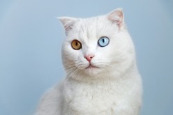 white cat with colorful eyes