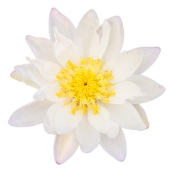 Top view of White lotus flower isolated on white background.