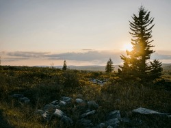 Tree in Dolly Sods during Golden Hour