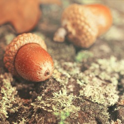 Autumn background with fallen in moss acorns closeup. Autumnal still-life with acorns. Background with large acorns.