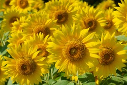 Sunflower field in early summer