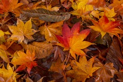Up of fallen leaves of wet autumn leaves