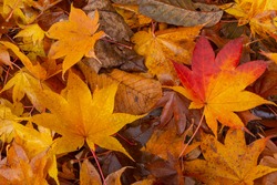 Up of fallen leaves of wet autumn leaves