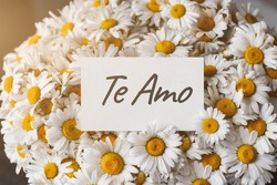 big beautiful bouquet of field daisies close-up, white greeting card with the inscription I love you in spanish - te amo
