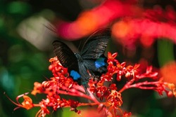 It is a very beautiful sight when a black and blue butterfly lands among the flowers and leaves that blend with nature.