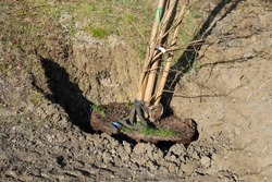 new tree with clod planted in the ground in winter season