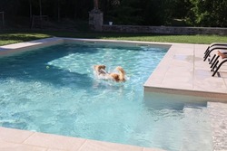 australian shepherd dog splashing  in swimmingpool after a jump