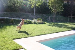 wet dog jumping playing with a red ball  in a garden near swimmingpool