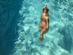 australian shepherd dog swimming in blu water of a swimmingpool, view from above