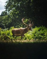 A Majestic Stag In The Afternoon Sun