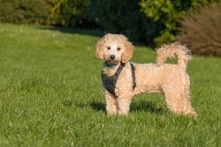 Portrait of poochon puppy wearing black harness standing with tail up on green grass in a park  and looking into the camera