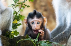 beautiful macaque baby discovering Ubud forest in Monkey forest, Bali Indonesia