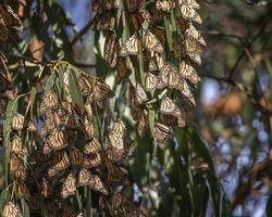 Pacific Grove, CA, USA - December 13, 2021: Thousands of Monarch butterflies cluster in the tops of Eucalyptus trees at The Pismo Beach Monarch Butterfly Grove in Pacific Grove, CA.