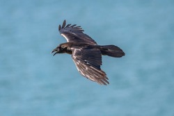 An American crow (Corvus brachyrhynchos) glides on warm air currents at Lake Cachuma in Santa Barbara county, CA.