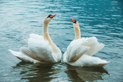 two swans in lake love dance