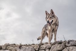Wolf standing on a ruin with cloudy background