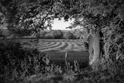 landscape, countryside, ploughing, trees, hedgerow