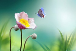 Beautiful pink flower anemones fresh spring morning on nature and fluttering butterfly on soft green background, macro. Spring template, elegant amazing artistic image, free space