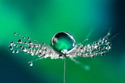 Beautiful water drops on a dandelion seed macro in nature. Beautiful blurred green and blue background. Dew drops on dandelion with free space. Bright colorful dreamy artistic image