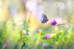Wild flowers of clover and butterfly in a meadow in nature in the rays of sunlight in summer in the spring close-up of a macro. A picturesque colorful artistic image with a soft focus