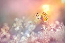 Golden butterfly glows in the sun at sunset, macro. Wild grass on a meadow in the summer in the rays of the golden sun. Romantic gentle artistic image of living wildlife