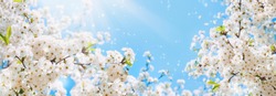 Branches of blossoming cherry macro with soft focus on gentle light blue sky background in sunlight with copy space. Beautiful floral image of spring nature panoramic view.
