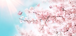 Branches of blossoming cherry against background of blue sky and fluttering butterflies in spring on nature outdoors. Pink sakura flowers, dreamy romantic artistic image of spring nature, copy space.