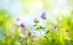 Wild flowers of clover and butterfly in a meadow in nature in rays of sunlight in summer in spring close-up of a macro. A picturesque colorful artistic image with a soft focus.