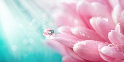 Beautiful drop of water morning dew on petal of pink chrysanthemum flower with summer spring reflection close-up macro in nature, rays of sunlight against turquoise sky, copy space, panoramic view.
