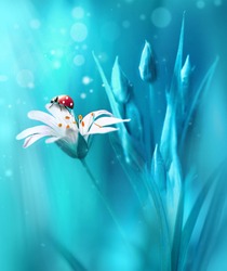 Surprisingly beautiful soft elegant white flower with buds and ladybug on blue background in rays of light macro. Exquisite graceful easy airy magic artistic image nature.